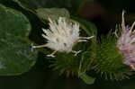 Lesser burdock